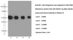 beta Tubulin Antibody in Western Blot (WB)