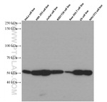 beta Tubulin Antibody in Western Blot (WB)