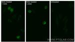 BrdU Antibody in Immunocytochemistry (ICC/IF)