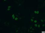 BrdU Antibody in Immunocytochemistry (ICC/IF)