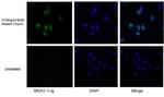 BrdU Antibody in Immunocytochemistry (ICC/IF)