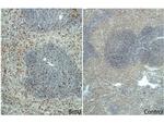 BrdU Antibody in Immunohistochemistry (Paraffin) (IHC (P))