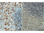 BrdU Antibody in Immunohistochemistry (Paraffin) (IHC (P))