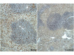 BrdU Antibody in Immunohistochemistry (Paraffin) (IHC (P))