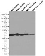 Annexin V Antibody in Western Blot (WB)