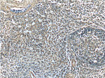 Annexin V Antibody in Immunohistochemistry (Paraffin) (IHC (P))