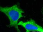 PD-L1/CD274 Antibody in Immunocytochemistry (ICC/IF)