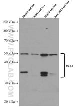 PD-L1/CD274 Antibody in Western Blot (WB)