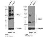 PD-L1/CD274 Antibody in Western Blot (WB)