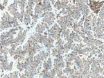 PD-L1/CD274 Antibody in Immunohistochemistry (Paraffin) (IHC (P))