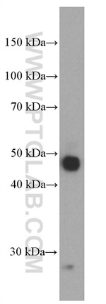 PD-L1/CD274 Antibody in Western Blot (WB)