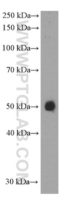 PD-L1/CD274 Antibody in Western Blot (WB)