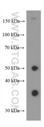 PD-L1/CD274 Antibody in Western Blot (WB)