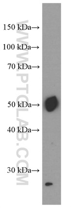 PD-L1/CD274 Antibody in Western Blot (WB)