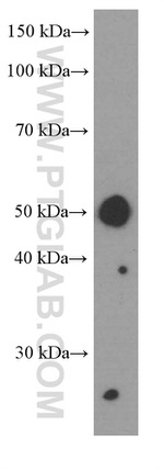 PD-L1/CD274 Antibody in Western Blot (WB)