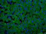 CRP Antibody in Immunohistochemistry (PFA fixed) (IHC (PFA))