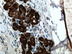 14-3-3 sigma Antibody in Immunohistochemistry (Paraffin) (IHC (P))