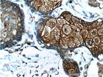 CD1d Antibody in Immunohistochemistry (Paraffin) (IHC (P))