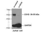 CD1d Antibody in Western Blot (WB)