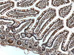 CD1d Antibody in Immunohistochemistry (Paraffin) (IHC (P))