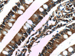 CD1d Antibody in Immunohistochemistry (Paraffin) (IHC (P))