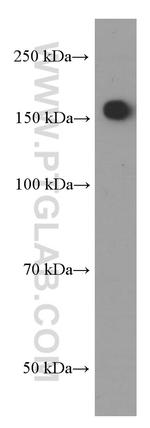 Nestin Antibody in Western Blot (WB)