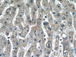 alpha-1B-glycoprotein Antibody in Immunohistochemistry (Paraffin) (IHC (P))