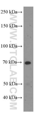 FRS2 Antibody in Western Blot (WB)