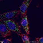 Cytochrome c Antibody in Immunocytochemistry (ICC/IF)