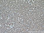 Cytochrome c Antibody in Immunohistochemistry (Paraffin) (IHC (P))