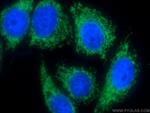 Cytochrome c Antibody in Immunocytochemistry (ICC/IF)