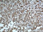 Cytochrome c Antibody in Immunohistochemistry (Paraffin) (IHC (P))