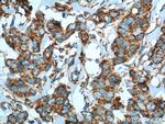 Cytochrome c Antibody in Immunohistochemistry (Paraffin) (IHC (P))