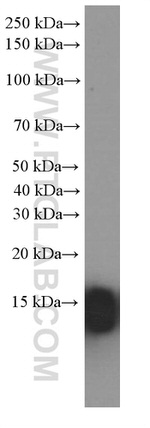 Cytochrome c Antibody in Western Blot (WB)