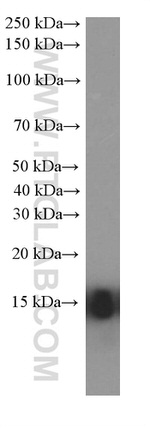 Cytochrome c Antibody in Western Blot (WB)