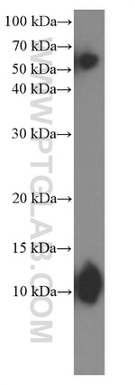 Cytochrome c Antibody in Western Blot (WB)