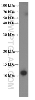 Cytochrome c Antibody in Western Blot (WB)