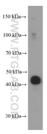 L2HGDH Antibody in Western Blot (WB)