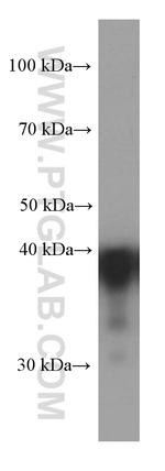 CAPG Antibody in Western Blot (WB)