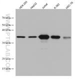 CDK6 Antibody in Western Blot (WB)