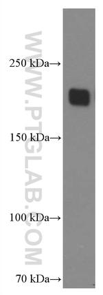 ZEB1 Antibody in Western Blot (WB)