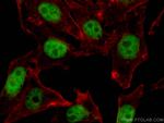 YY1 Antibody in Immunocytochemistry (ICC/IF)