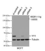 YY1 Antibody in Western Blot (WB)