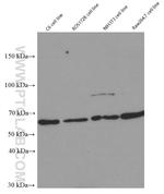 YY1 Antibody in Western Blot (WB)