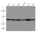 YY1 Antibody in Western Blot (WB)