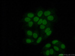 YY1 Antibody in Immunocytochemistry (ICC/IF)