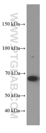 YY1 Antibody in Western Blot (WB)