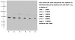 YY1 Antibody in Western Blot (WB)