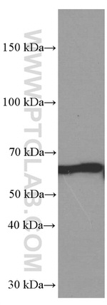 YY1 Antibody in Western Blot (WB)