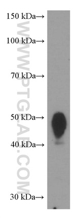 CD200 Antibody in Western Blot (WB)